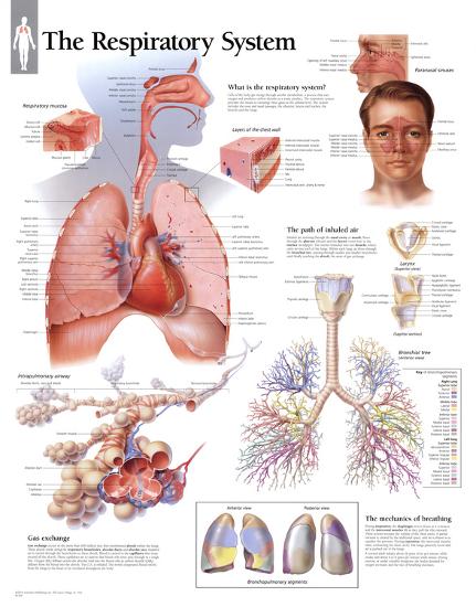 'Respiratory System Educational Chart Poster' Photo | AllPosters.com