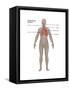 Respiratory System in Female Anatomy-Gwen Shockey-Framed Stretched Canvas