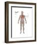 Respiratory System in Female Anatomy-Gwen Shockey-Framed Art Print