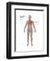 Respiratory System in Female Anatomy-Gwen Shockey-Framed Art Print