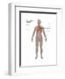 Respiratory System in Female Anatomy-Gwen Shockey-Framed Art Print