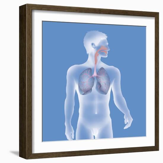 Respiratory Tract, Drawing-Caroline Arquevaux-Framed Giclee Print