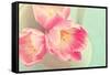 Resplendent Blossoms-Sarah Gardner-Framed Stretched Canvas