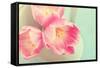 Resplendent Blossoms-Sarah Gardner-Framed Stretched Canvas