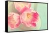 Resplendent Blossoms-Sarah Gardner-Framed Stretched Canvas