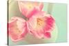 Resplendent Blossoms-Sarah Gardner-Stretched Canvas