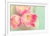 Resplendent Blossoms-Sarah Gardner-Framed Photographic Print