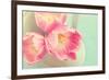 Resplendent Blossoms-Sarah Gardner-Framed Photographic Print