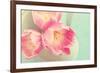 Resplendent Blossoms-Sarah Gardner-Framed Photographic Print