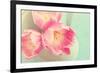 Resplendent Blossoms-Sarah Gardner-Framed Photographic Print