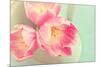 Resplendent Blossoms-Sarah Gardner-Mounted Photographic Print
