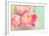 Resplendent Blossoms-Sarah Gardner-Framed Photographic Print