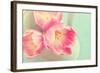 Resplendent Blossoms-Sarah Gardner-Framed Photographic Print