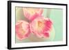 Resplendent Blossoms-Sarah Gardner-Framed Photographic Print