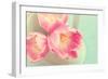 Resplendent Blossoms-Sarah Gardner-Framed Photographic Print