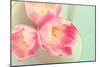 Resplendent Blossoms-Sarah Gardner-Mounted Photographic Print