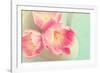 Resplendent Blossoms-Sarah Gardner-Framed Photographic Print