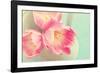 Resplendent Blossoms-Sarah Gardner-Framed Photographic Print