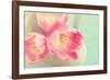 Resplendent Blossoms-Sarah Gardner-Framed Photographic Print