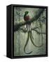 Resplendent Quetzal 2-Harro Maass-Framed Stretched Canvas