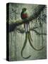 Resplendent Quetzal 2-Harro Maass-Stretched Canvas