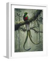 Resplendent Quetzal 2-Harro Maass-Framed Giclee Print