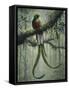 Resplendent Quetzal 2-Harro Maass-Framed Stretched Canvas