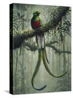 Resplendent Quetzal 2-Harro Maass-Stretched Canvas