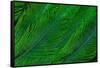 Resplendent Quetzal Green Tail Feathers in Layered Feather Design from Costa Rica-Darrell Gulin-Framed Stretched Canvas