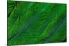 Resplendent Quetzal Green Tail Feathers in Layered Feather Design from Costa Rica-Darrell Gulin-Stretched Canvas