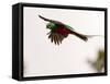 Resplendent Quetzal in Flight, Costa Rica-Cathy & Gordon Illg-Framed Stretched Canvas