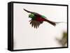 Resplendent Quetzal in Flight, Costa Rica-Cathy & Gordon Illg-Framed Stretched Canvas