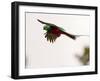 Resplendent Quetzal in Flight, Costa Rica-Cathy & Gordon Illg-Framed Photographic Print