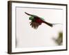 Resplendent Quetzal in Flight, Costa Rica-Cathy & Gordon Illg-Framed Photographic Print