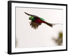 Resplendent Quetzal in Flight, Costa Rica-Cathy & Gordon Illg-Framed Photographic Print