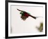 Resplendent Quetzal in Flight, Costa Rica-Cathy & Gordon Illg-Framed Photographic Print