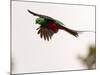 Resplendent Quetzal in Flight, Costa Rica-Cathy & Gordon Illg-Mounted Photographic Print