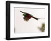 Resplendent Quetzal in Flight, Costa Rica-Cathy & Gordon Illg-Framed Photographic Print