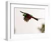 Resplendent Quetzal in Flight, Costa Rica-Cathy & Gordon Illg-Framed Photographic Print