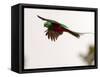 Resplendent Quetzal in Flight, Costa Rica-Cathy & Gordon Illg-Framed Stretched Canvas