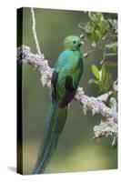 Resplendent Quetzal male, Costa Rica-Tim Fitzharris-Stretched Canvas