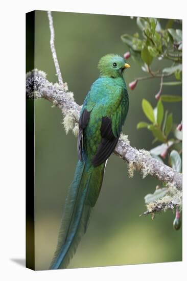 Resplendent Quetzal male, Costa Rica-Tim Fitzharris-Stretched Canvas