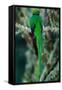 Resplendent Quetzal, Pharomachrus Mocinno, Magnificent Sacred Green Bird with Very Long Tail from S-Ondrej Prosicky-Framed Stretched Canvas