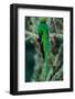 Resplendent Quetzal, Pharomachrus Mocinno, Magnificent Sacred Green Bird with Very Long Tail from S-Ondrej Prosicky-Framed Photographic Print