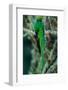 Resplendent Quetzal, Pharomachrus Mocinno, Magnificent Sacred Green Bird with Very Long Tail from S-Ondrej Prosicky-Framed Photographic Print