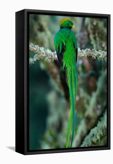 Resplendent Quetzal, Pharomachrus Mocinno, Magnificent Sacred Green Bird with Very Long Tail from S-Ondrej Prosicky-Framed Stretched Canvas