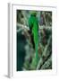 Resplendent Quetzal, Pharomachrus Mocinno, Magnificent Sacred Green Bird with Very Long Tail from S-Ondrej Prosicky-Framed Photographic Print