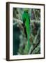 Resplendent Quetzal, Pharomachrus Mocinno, Magnificent Sacred Green Bird with Very Long Tail from S-Ondrej Prosicky-Framed Photographic Print