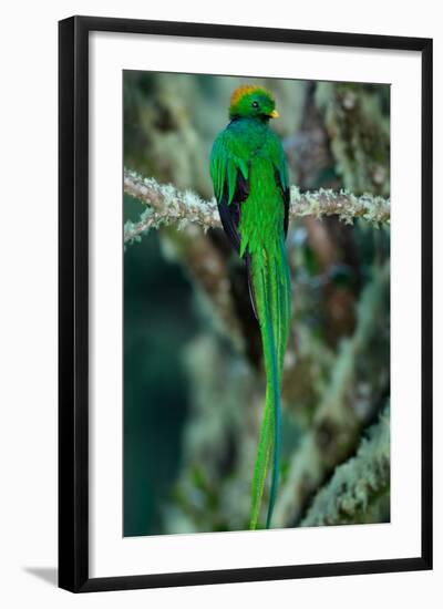 Resplendent Quetzal, Pharomachrus Mocinno, Magnificent Sacred Green Bird with Very Long Tail from S-Ondrej Prosicky-Framed Photographic Print