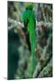 Resplendent Quetzal, Pharomachrus Mocinno, Magnificent Sacred Green Bird with Very Long Tail from S-Ondrej Prosicky-Mounted Photographic Print